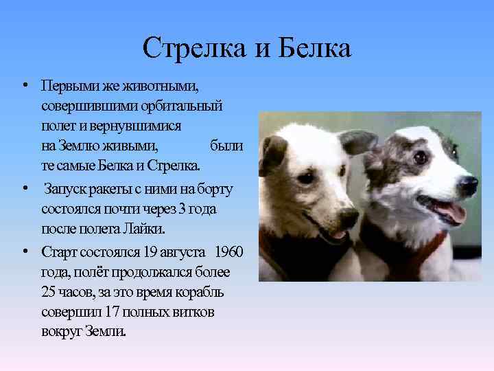 Стрелка и Белка • Первыми же животными, совершившими орбитальный полет и вернувшимися на Землю