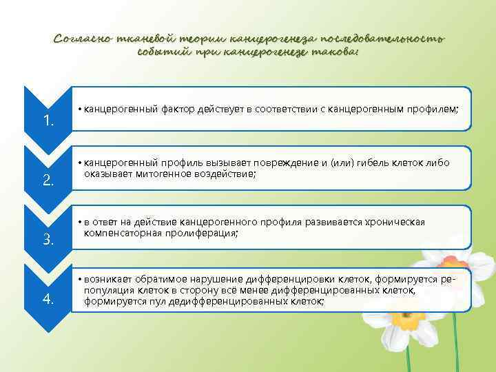 Согласно тканевой теории канцерогенеза последовательность событий при канцерогенезе такова: 1. 2. 3. 4. •