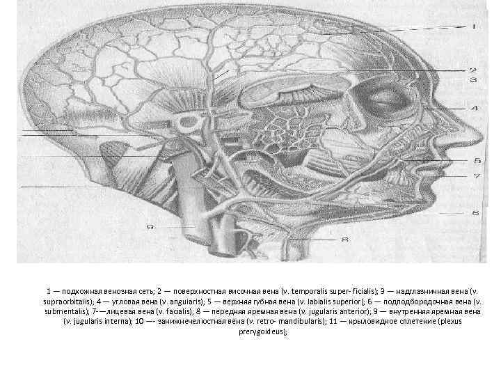 1 — подкожная венозная сеть; 2 — поверхностная височная вена (v. temporalis super ficialis);