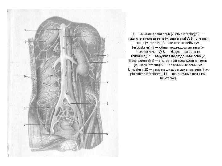 1 нижняя полая вена. Нижняя полая Вена (v. Cava inferior). Нижняя полая Вена и почечная Вена. Нижняя полая Вена (v. Cava inferior)брюшной отдел. Нижняя полая Вена подвздошная Вена.