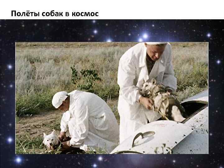 Полёты собак в космос 