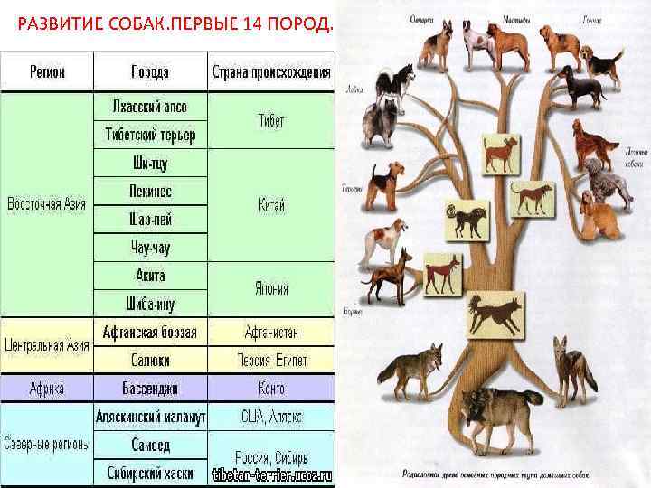 РАЗВИТИЕ СОБАК. ПЕРВЫЕ 14 ПОРОД. 