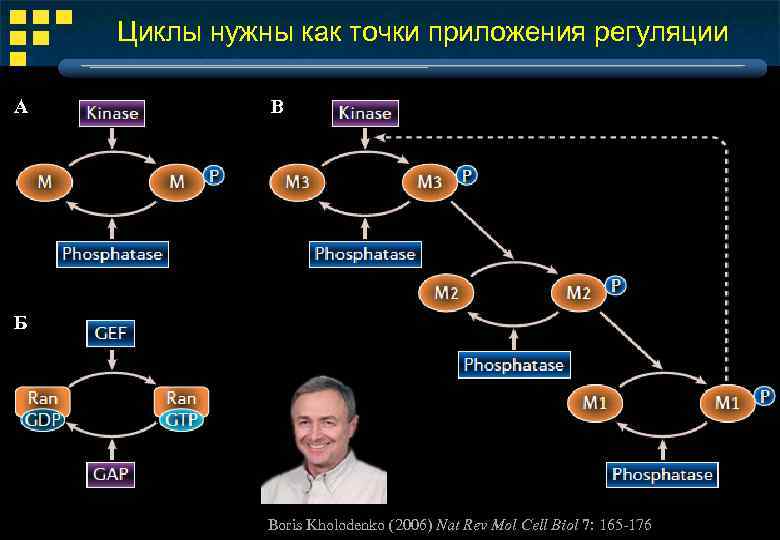 Циклы нужны как точки приложения регуляции А В Б Boris Kholodenko (2006) Nat Rev