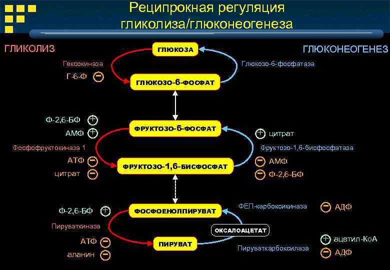 Гликолиз схема процесса ферменты и их локализация