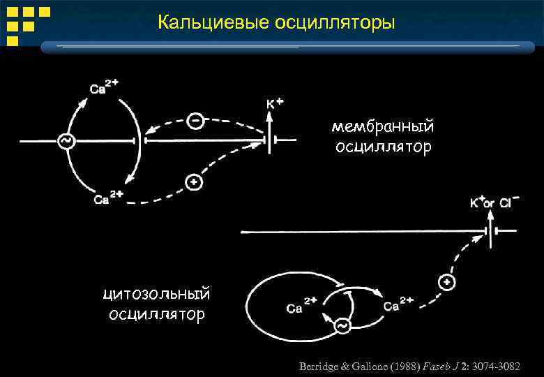 Кальциевые осцилляторы мембранный осциллятор цитозольный осциллятор Berridge & Galione (1988) Faseb J 2: 3074