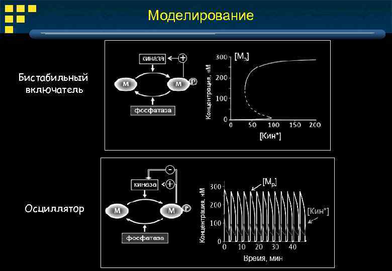 Моделирование Бистабильный включатель Осциллятор 