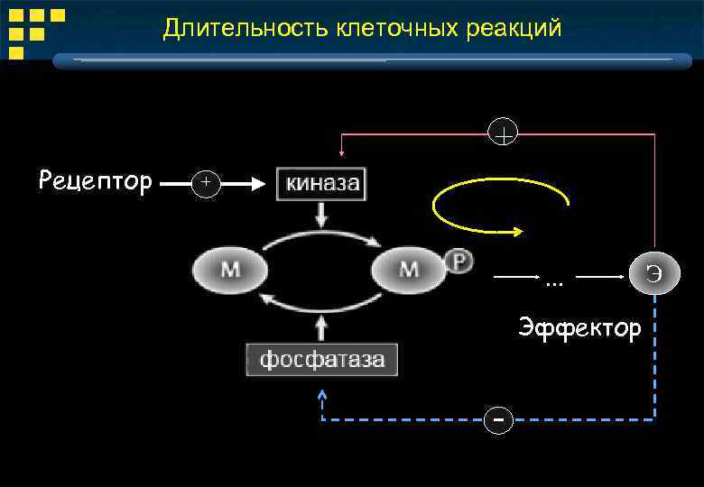 Длительность клеточных реакций + Рецептор + . . . Эффектор - Э 