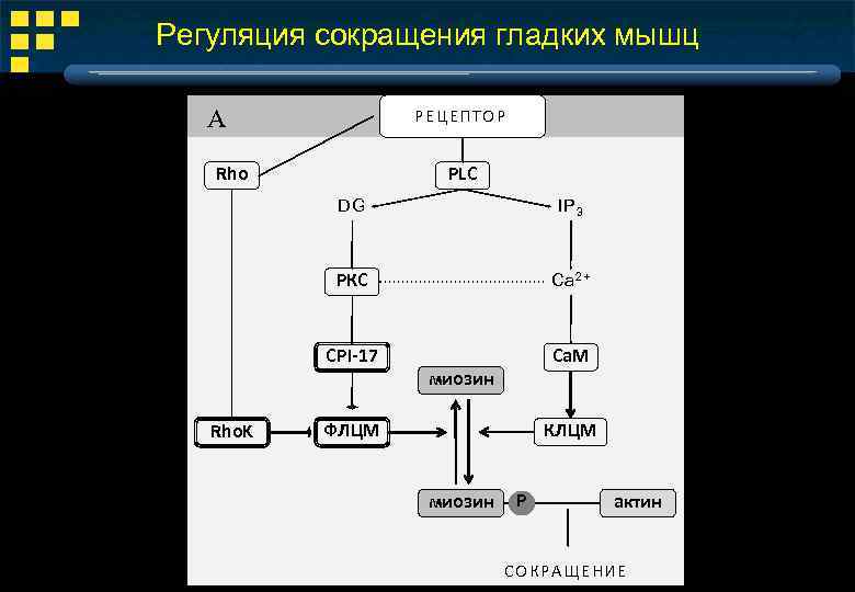 Сокращение гладкой. Регуляция гладких мышц. Регуляция сокращения мышц. Регуляция сокращения гладкой мышечной ткани. Регуляция силы сокращения гладкой мышцы..