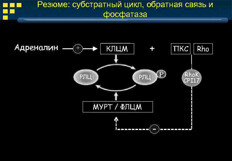 Резюме: субстратный цикл, обратная связь и фосфатаза Адреналин + КЛЦМ + РЛЦ ПКС Rho.