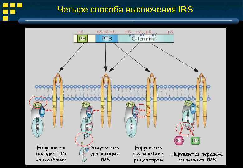 Четыре способа выключения IRS Нарушается посадка IRS на мембрану Запускается деградация IRS Нарушается связывание