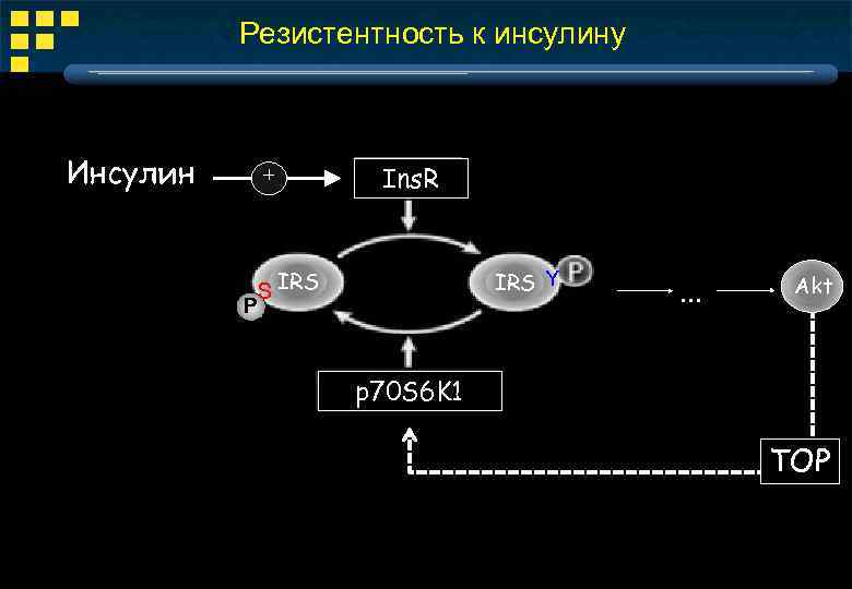 Резистентность к инсулину Инсулин + Ins. R S IRS P IRS Y . .