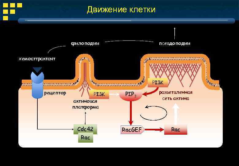 Перемещение клеток. Движение клетки. Передвижение клеток. Способы движения клеток. Типы движения клеток.