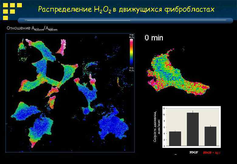Распределение Н 2 О 2 в движущихся фибробластах Отношение А 405 nm/А 488 nm