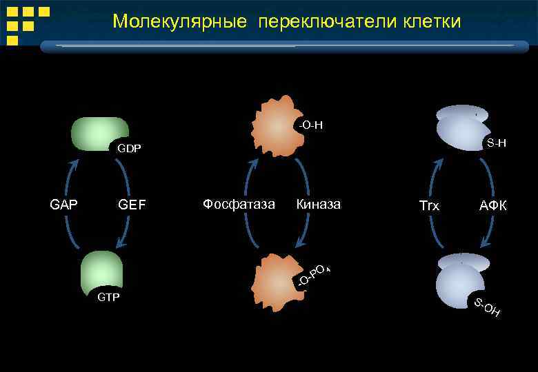 Фосфатаза класс. Молекулярные переключатели. Киназы класс ферментов. Киназа и фосфатаза.