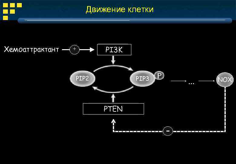 Движение клетки Хемоаттрактант + PI 3 K PIP 2 PIP 3 . . .