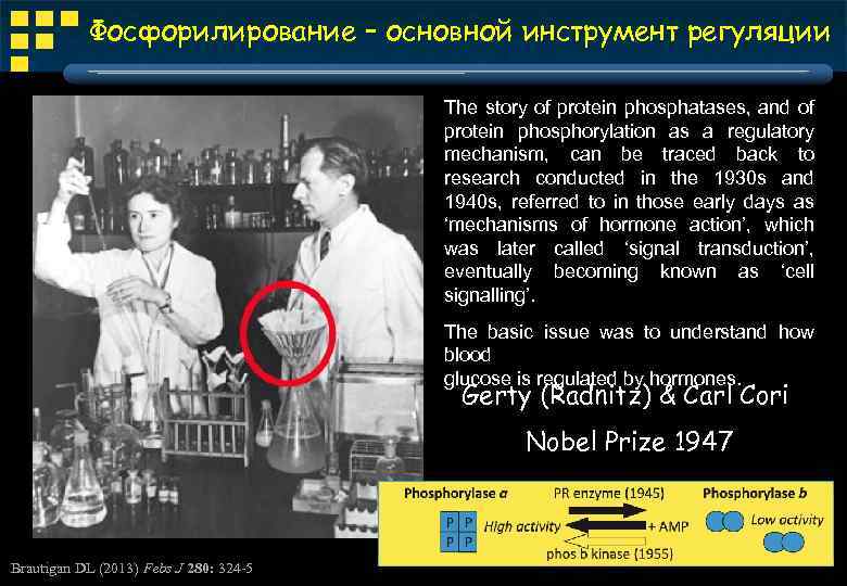 Фосфорилирование – основной инструмент регуляции The story of protein phosphatases, and of protein phosphorylation