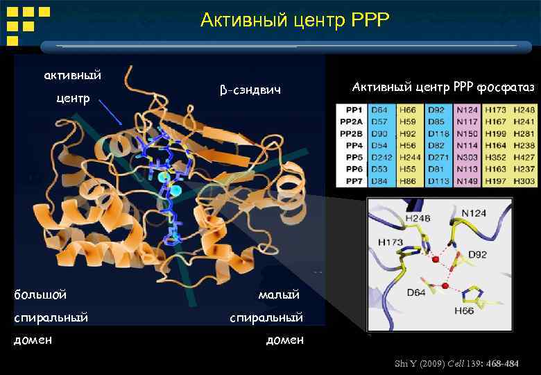 Активный центр РРР активный центр большой спиральный домен β-сэндвич Активный центр РРР фосфатаз малый