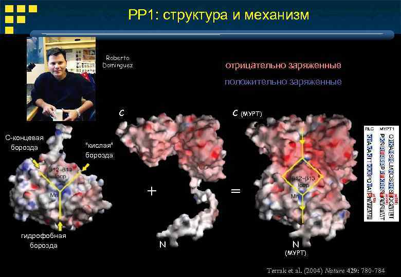 РР 1: структура и механизм Roberto Dominguez отрицательно заряженные положительно заряженные C С-концевая борозда