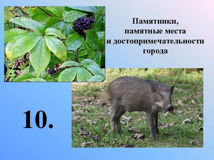 Памятники, памятные места и достопримечательности города 10. 