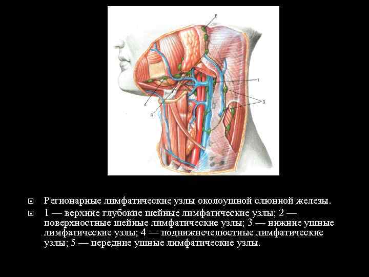  Регионарные лимфатические узлы околоушной слюнной железы. 1 — верхние глубокие шейные лимфатические узлы;