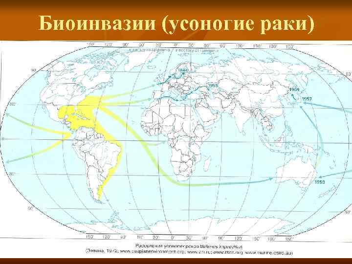 Биоинвазии (усоногие раки) 