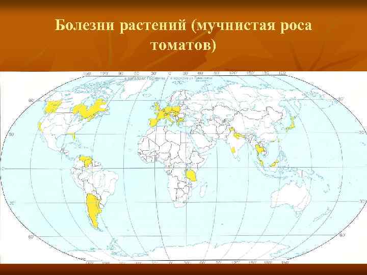 Болезни растений (мучнистая роса томатов) 