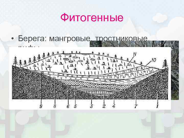 Фитогенные • Берега: мангровые, тростниковые, рифы • Торфонакопление=>образование и развитие болот; болотные кочки (кочкарник)