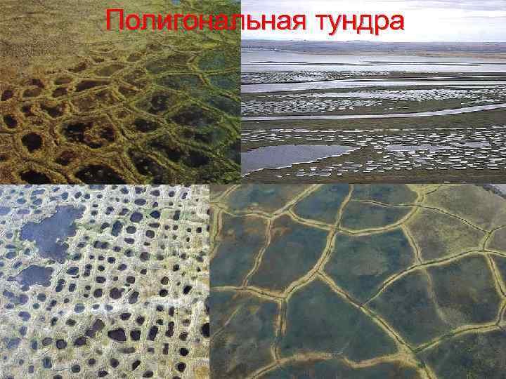 Полигональная тундра 