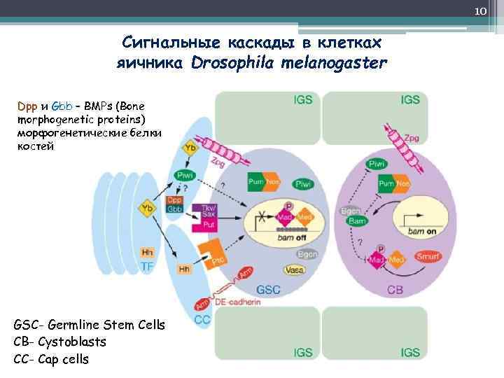 10 Сигнальные каскады в клетках яичника Drosophila melanogaster Dpp и Gbb – BMPs (Bone