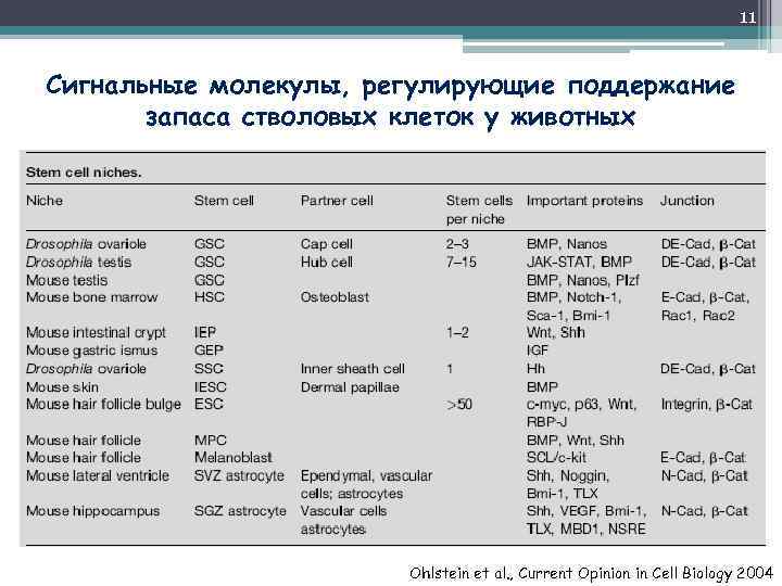 11 Сигнальные молекулы, регулирующие поддержание запаса стволовых клеток у животных Ohlstein et al. ,