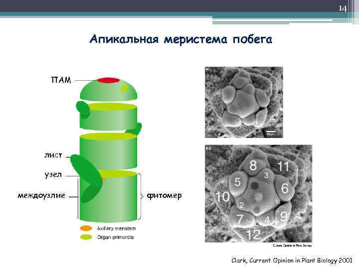 14 Апикальная меристема побега ПАМ лист узел междоузлие фитомер Clark, Current Opinion in Plant