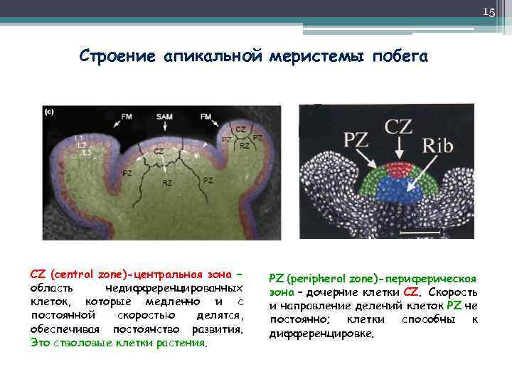 15 Строение апикальной меристемы побега CZ (central zone)-центральная зона – область недифференцированных клеток, которые