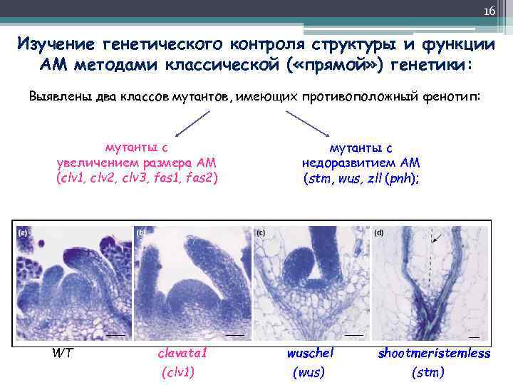 16 Изучение генетического контроля структуры и функции АМ методами классической ( «прямой» ) генетики:
