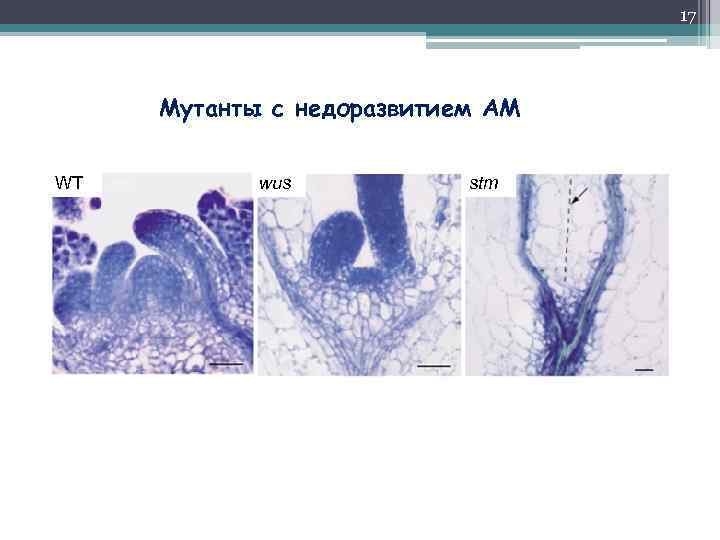 17 Мутанты с недоразвитием АМ WT wus stm 