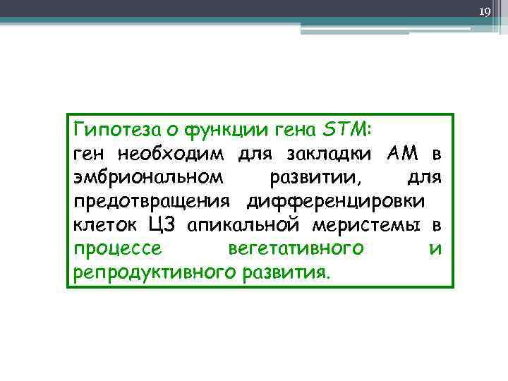 19 Гипотеза о функции гена STM: ген необходим для закладки АМ в эмбриональном развитии,