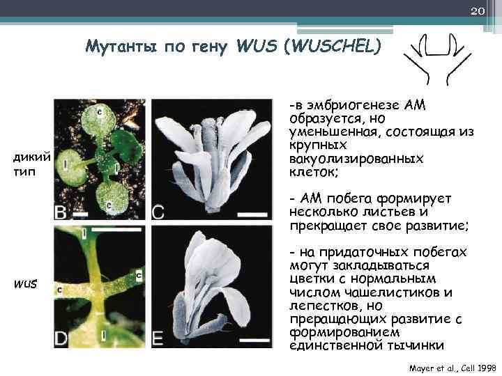 20 Мутанты по гену WUS (WUSCHEL) дикий тип -в эмбриогенезе АМ образуется, но уменьшенная,