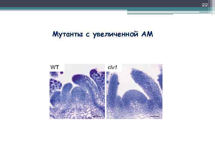 22 Мутанты с увеличенной АМ WT clv 1 