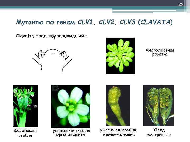 23 Мутанты по генам СLV 1, CLV 2, CLV 3 (CLAVATA) Clavatus –лат. «булавовидный»