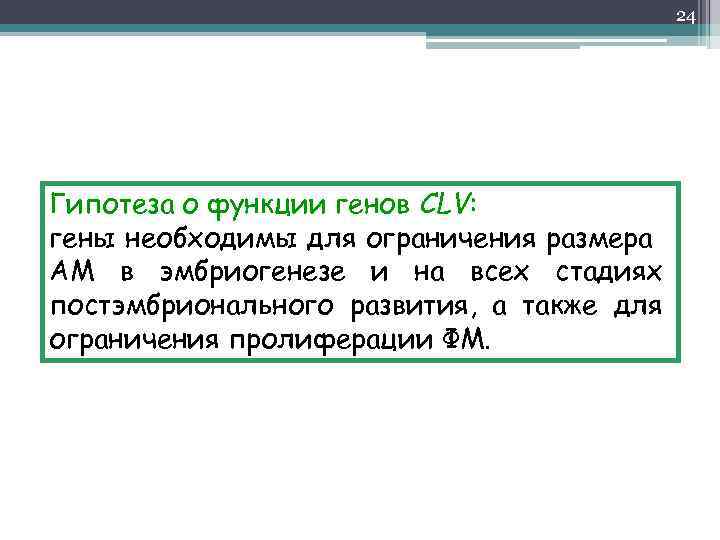 24 Гипотеза о функции генов CLV: гены необходимы для ограничения размера АМ в эмбриогенезе