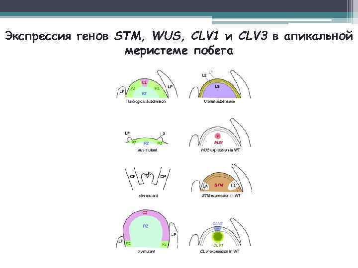 Экспрессия генов STM, WUS, CLV 1 и CLV 3 в апикальной меристеме побега 26