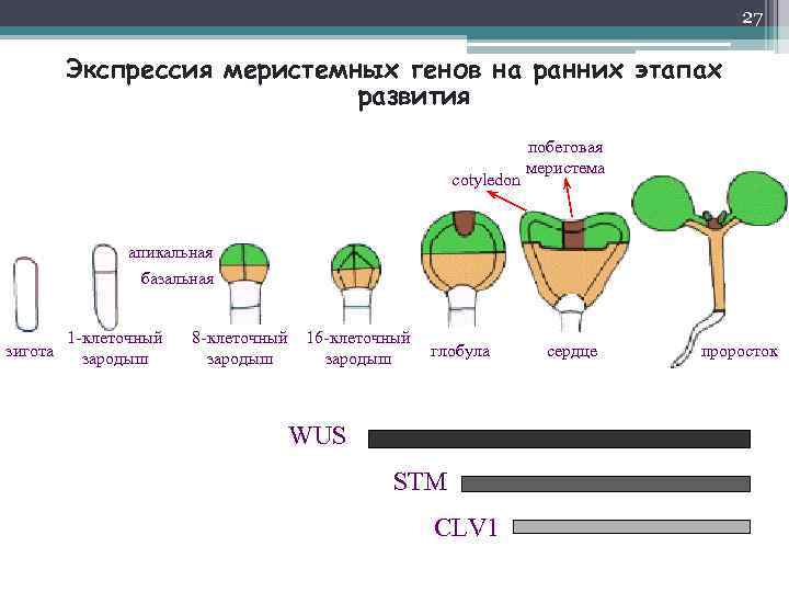 27 Экспрессия меристемных генов на ранних этапах развития cotyledon побеговая меристема апикальная базальная зигота