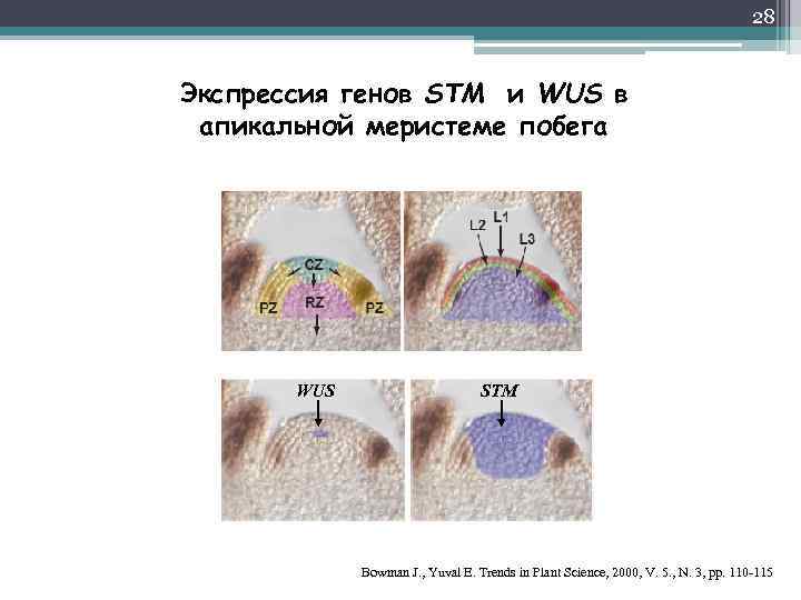 28 Экспрессия генов STM и WUS в апикальной меристеме побега WUS STM Bowman J.