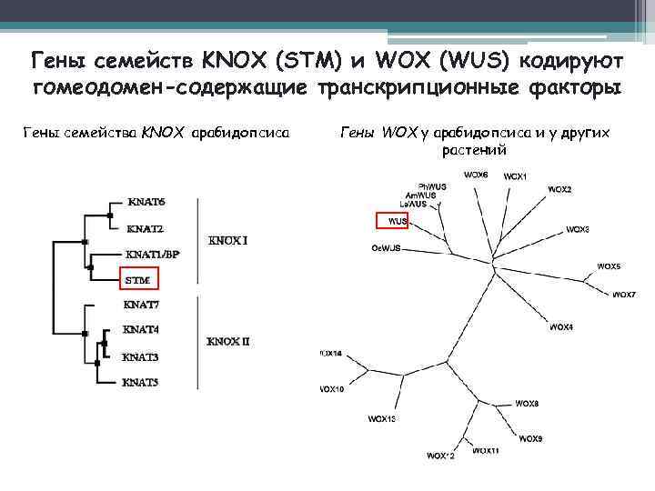 Гены семейств KNOX (STM) и WOX (WUS) кодируют гомеодомен-содержащие транскрипционные факторы Гены семейства KNOX