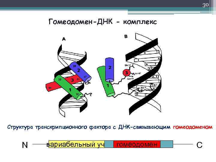 30 Гомеодомен-ДНК - комплекс Структура транскрипционного фактора с ДНК-связывающим гомеодоменом N вариабельный уч. гомеодомен