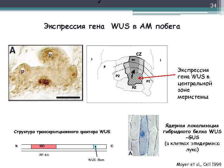 34 Экспрессия гена WUS в АМ побега Экспрессия гена WUS в центральной зоне меристемы