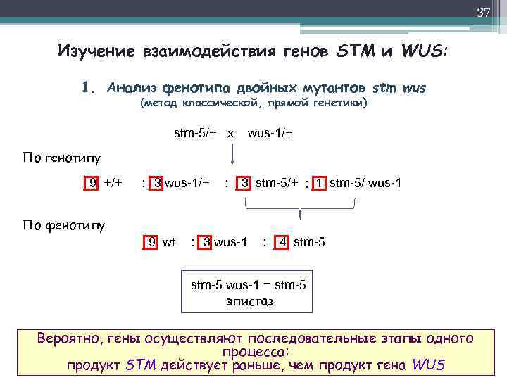 37 Изучение взаимодействия генов STM и WUS: 1. Анализ фенотипа двойных мутантов stm wus