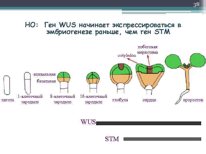 38 НО: Ген WUS начинает экспрессироваться в эмбриогенезе раньше, чем ген STM cotyledon побеговая