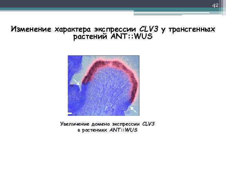 42 Изменение характера экспрессии CLV 3 у трансгенных растений ANT: : WUS Увеличение домена