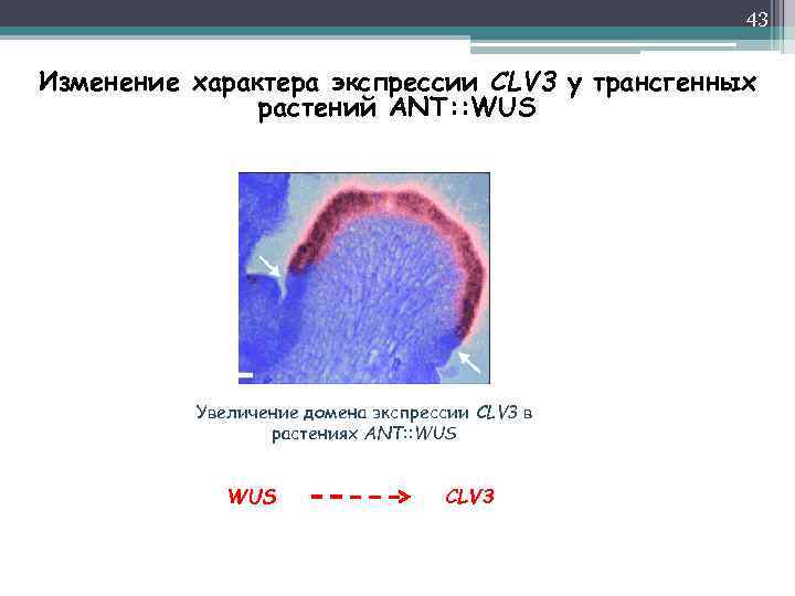 43 Изменение характера экспрессии CLV 3 у трансгенных растений ANT: : WUS Увеличение домена