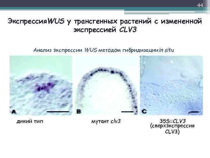 44 Экспрессия. WUS у трансгенных растений с измененной экспрессией CLV 3 Анализ экспрессии WUS